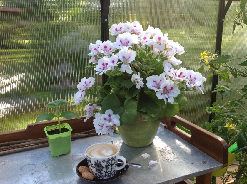 Pelargonia ja kahvikuppi kasvihuoneen pöydällä