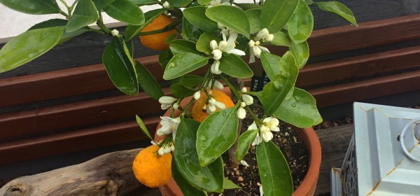Pieni kalamondiini-puu, jossa muutama hedelmä ja kukkia.