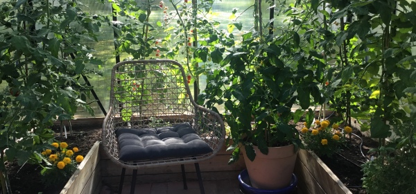 Kasvihuoneessa tomaatteja penkeissä ja yksi isossa ruukussa. Myös puutarhurin lepotuoli on päässyt kuvaan.