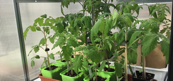 Tusinan verran tomaatintaimia harrastajan pienessä kasvihuoneessa