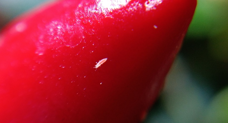 Nuori ripsiäinen eli nymfi punaisen chilin pinnalla.