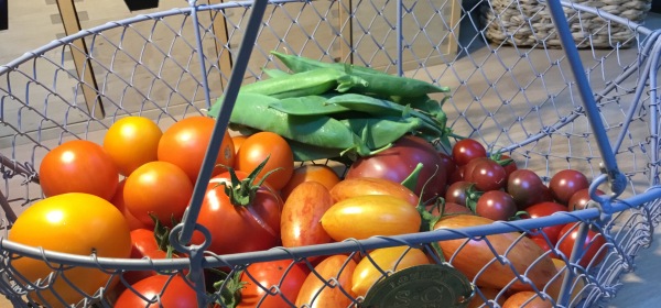 Erilaisia tomaatteja sadonkorjuukorissa.
